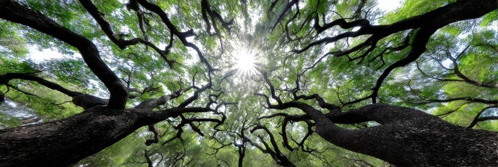 Sunlit Canopy Of Majestic Trees - Serene forest scene, sunlit branches reaching skyward, symbolizing nature, growth, tranquility, peace, and resilience
