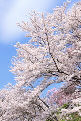 長野県上伊那郡中川村の大草城址公園の満開の桜