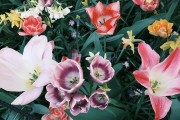 オランダ：キューケンホフ公園のチューリップのアップ、Tulips in Keukenhof, Netherlands