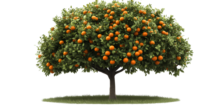  A realistic orange tree with oranges on it, PNG transparent background, PNG cutout, no shadow and no text inside the shape of an orange tree,