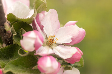 pink apple blossom close up macro photography