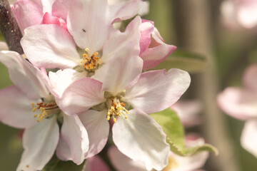 pink apple blossom close up macro photography