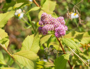 Blooming cultivar Japanese spirea Spiraea japonica in summer garden.