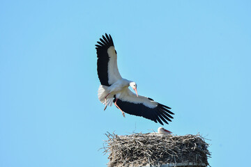 Weißstorch landet am Nest