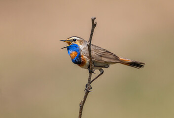bright bird male bluethroat sits on a branch in a spring sunny garden and sings loudly