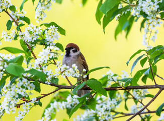 bird sparrow sits on branches of blooming white bird cherry in spring sunny garden
