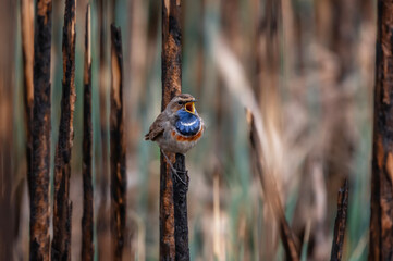 bright bluethroat bird sits on dry reed stems in a spring meadow and sings loudly