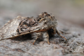 Closeup on the European Nut-tree Tussock owlet moth, Colocasia coryli
