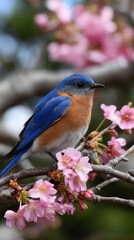 Fototapeta premium Eastern Bluebird Perched Among Blooming Pink Cherry Blossoms During Springtime Beauty of Nature Avian Wildlife