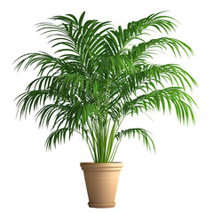 Obraz premium Lush areca palm plant in a terracotta pot on a transparent background Concept of tropical greenery, indoor gardening, and home decor