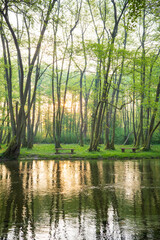 Obraz premium Sunlit Tranquility: A peaceful riverbank view in the heart of a vibrant green forest inviting relaxation and connection with nature