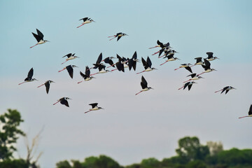 Southern Stilt, Himantopus melanurus in flight, Ansenuza National Park, Cordoba Province, Argentina
