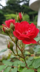 Vibrant Red Rose Blooming with Buds in Garden Springtime Freshness Floral Display