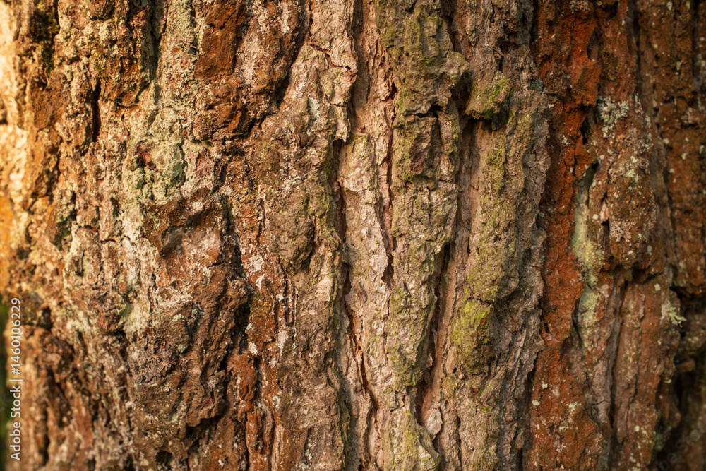 Aufkleber tree bark texture: an up close detailed view of tree bark showcasing natural patterns and textures e