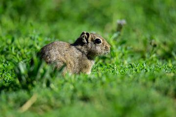 Desert Cavi, Lihue Calel National Park, La Pampa Province, Patagonia , Argentina