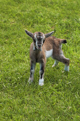 A young and still very small kid is grazing in a green meadow.