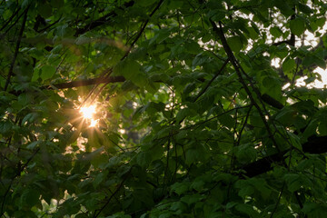 Sunburst Through Leaves: A radiant sun shines through lush green leaves creating a warm natural spectacle
