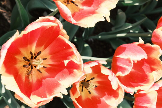 オランダ：キューケンホフ公園のチューリップのアップ、Tulips in Keukenhof, Netherlands