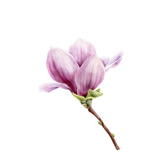 Naklejka premium Pink magnolia flower with delicate petals, hand drawn watercolor illustration on white background