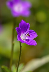 Fototapeta premium A vibrant purple flower, delicately adorned by a tiny insect, petal, flora