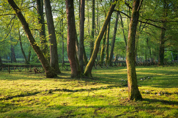 Fototapeta premium Sunlit Forest Glade: Trees stand tall in a lush green meadow dappled with golden sunlight in a peaceful woodland setting