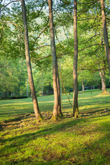 Sunlit trees on a grassy field green foliage Nature's peaceful embrace Tranquil park scene Outdoors Woodland landscape
