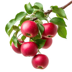 Red apples on a branch fresh harvest autumn fruit