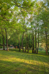 Lush green landscape with tall trees and grassy meadow a scenic outdoor vista