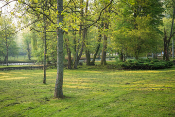 Naklejka premium Lush green field with trees in a peaceful sun drenched forest landscape showcasing nature's beauty and tranquility
