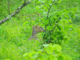 wild deer photo in forest