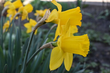yellow daffodil flower