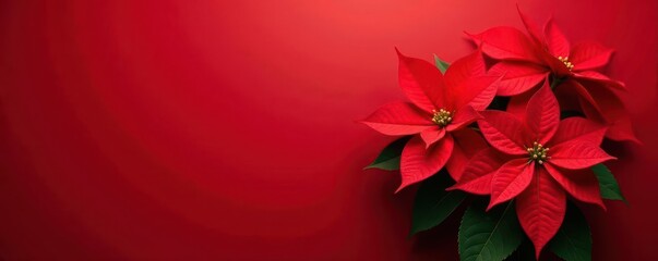 Vibrant red poinsettia blooms against a bold red backdrop , seasonal, plant photography