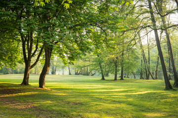Green park with sunlit lawn and trees