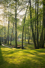 A serene view through sun dappled trees in a tranquil forest with a small wooden bridge over a gently flowing stream