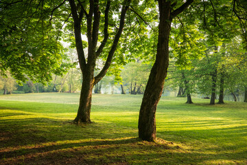Sunlit Trees in a Lush Meadow Peaceful nature scene green grass and shadows Serene and inviting...
