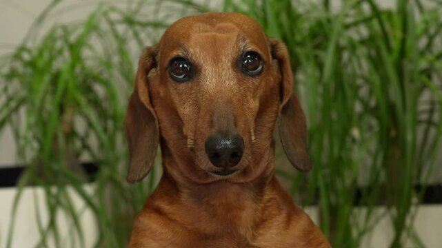 Close-up video of a curious brown dachshund staring into the camera with a surprised expression. Indoor setting with green houseplants in the background. Pet portrait with emotion and personality. 4k