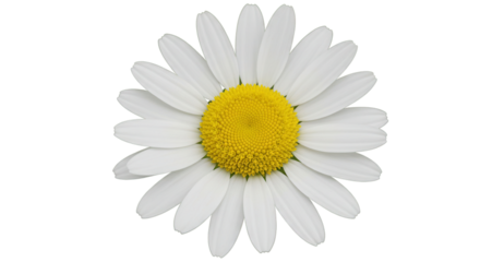 Realistic White Daisy Flower Isolated on White Background