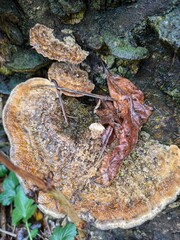 Tree fungus