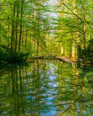 reflection of trees in the water