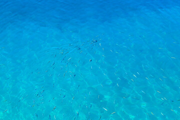 A large body of water with a lot of fish swimming in it
