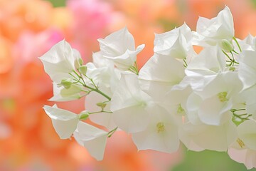 Delicate white bougainvillea flowers