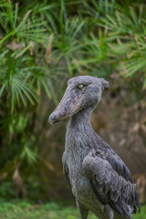 un oiseau du nil précisément Bec-en-sabot du Nil