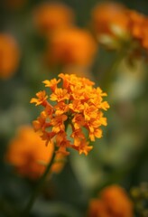 Close-up of vibrant small orange flower blossoms, soft focus background, nature photography, summer, vibrant