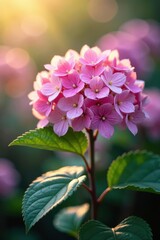 Fototapeta premium Softly glowing hydrangea blooms in the morning haze, floral, haze