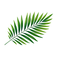 isolated transparent Background. Green palm leaf with long narrow leaflets isolated on transparency background, fresh nature