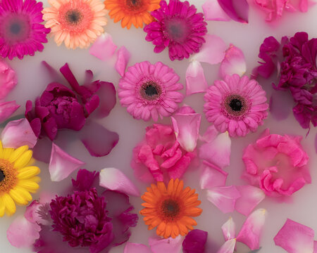 abstract background of pink, red, orange and white rose and gerber flowers floating in milk water