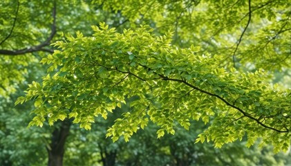 Fototapeta premium A graceful beech branch, laden with vibrant green leaves, extends outward , nature, sunlight, close-up