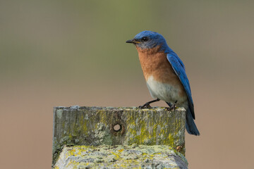 Close-up of Male Eastern Bluebird ((Sialia sialis) perched on nesting box in park. 