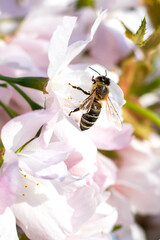 Bee pollinates delicate white blossoms in a sunny spring setting