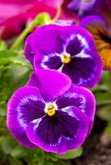 Vibrant purple pansies in a garden setting during springtime